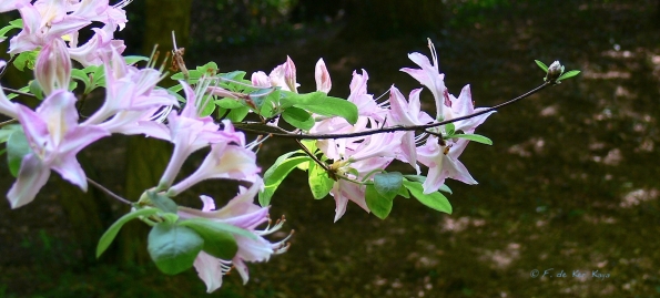 Bois des Moutiers (83) Juin 2012